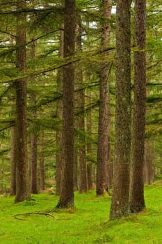 Green forest in autumn season. Gorbea, Bizkaia, Spain
