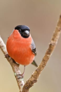 Common Bullfinch, Pyrrhula pyrrhula on a branch. Shallow depth of field and bakground blurred