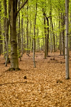 forest landscape in early spring in southern poland