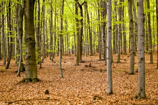 Forest landscape in early spring in southern Poland