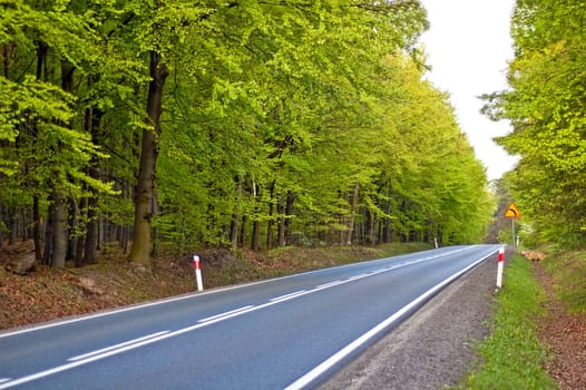 long paved road maintained by deciduous forest