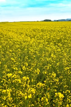 rape field which is produced rapeseed oil