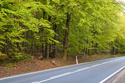 long paved road maintained by deciduous forest