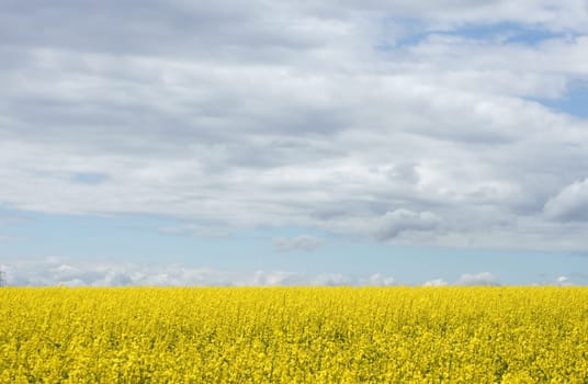 Die Fotografie eines blühenden Rapsfeldes bei schönem Wetter.