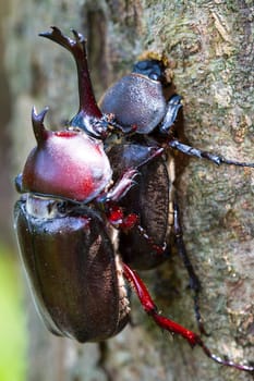 Beetle courtship for adv or others purpose use