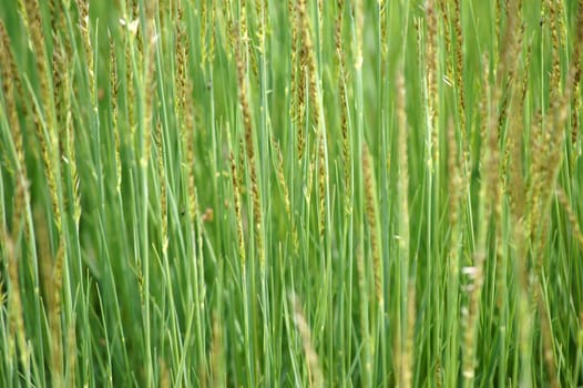 Die Nahaufnahme von Wimper Perlgras, Melica ciliata.