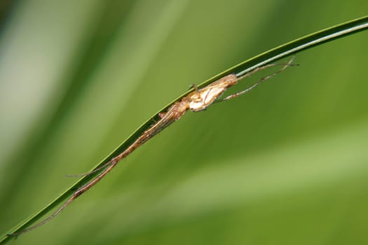 Die Nahaufnahme einer Spinne, welche ausgestreckt auf einem Grashalm liegt.