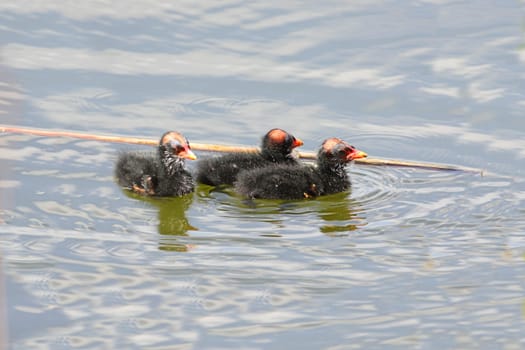 Common Moorhen (Gallinula chloropus) babies in the Florida Everglades