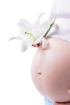 belly pregnant woman and a lily on a white background