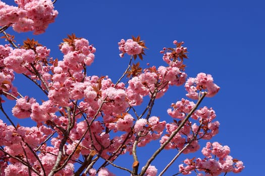a tree in spring with flowering pink flowers and the appearance of the pistil on a background of blue sky