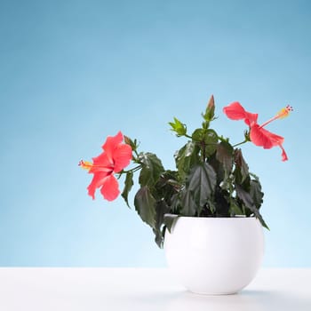 Studio shot of hibiscus flower against blue background.