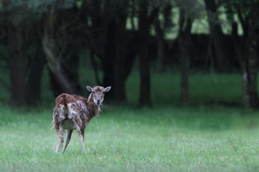 The deer (Capreolus capreolus)