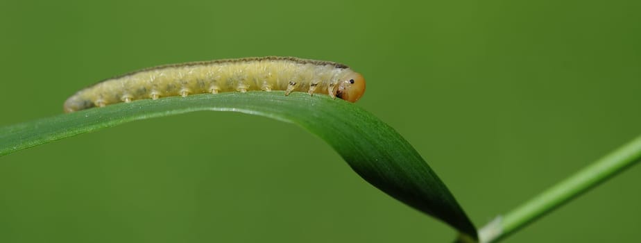 small caterpillar
