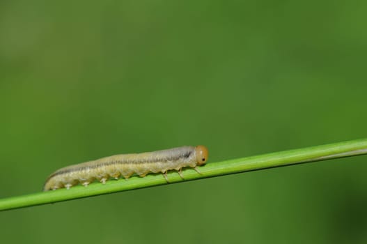 winter moth