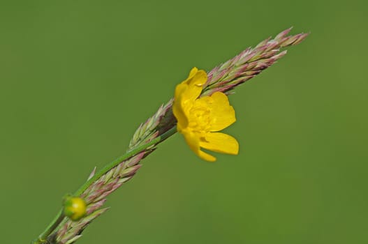 Buttercup and grass