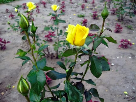 Yellow rose blossom