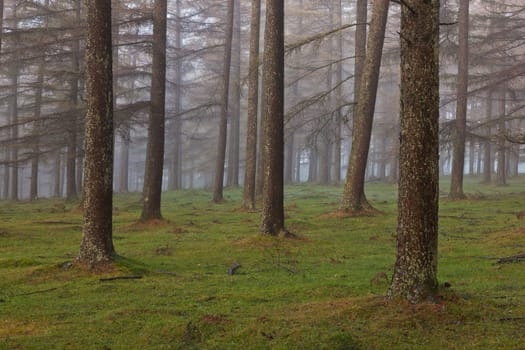 European larch forest, Gorbea Natural Park, Bizkaia, Spain