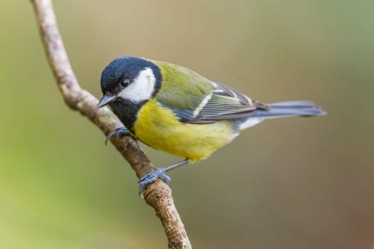 Great Tit, Parus major on a branch. Shallow depth of field and bakground blurred