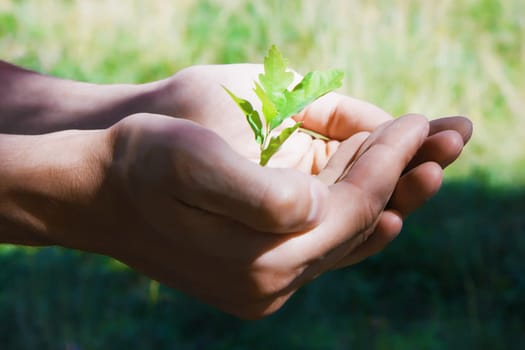 Small green tree oak in human hands
