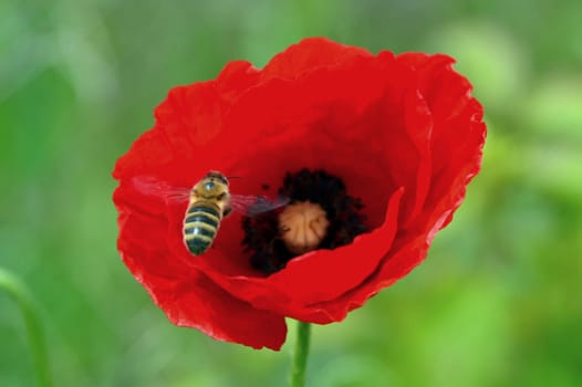 Poppy and bee
