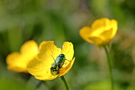 Silky drop beetles (Cryptocephalus sericeus) mating on buttercup blossom