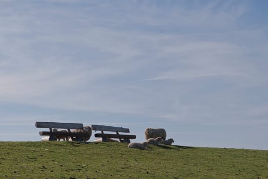 Sheep on the dike