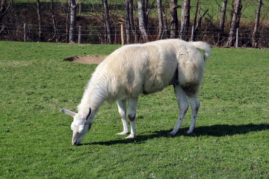 A llama eats fresh grass