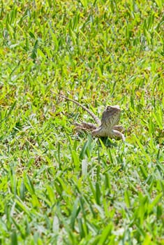 Horizontal capture of color landscape of a tropical landscaped garden strolling around on a lawn, natural stone park bench where an Indian lizard climbing one of the legs in the shade of the hot sun