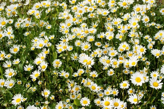 Die Draufsicht auf ein Blumenbeet mit Magerwiesen Margareten.