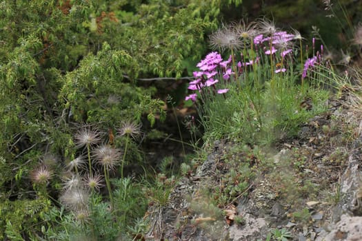 Peony cloves and kitchen bells in the Kellerwald National Park