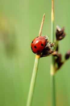 The close-up of a ladybird (Coccinellidae) climbing up a blade of grass.