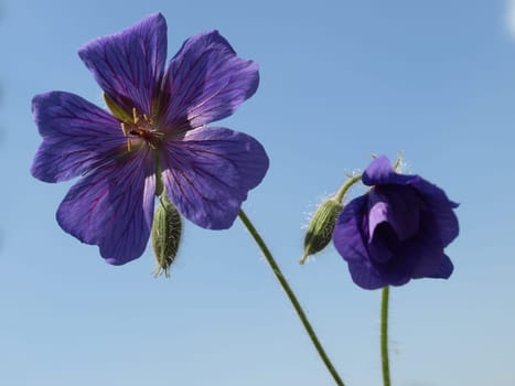 Cranesbill flowers