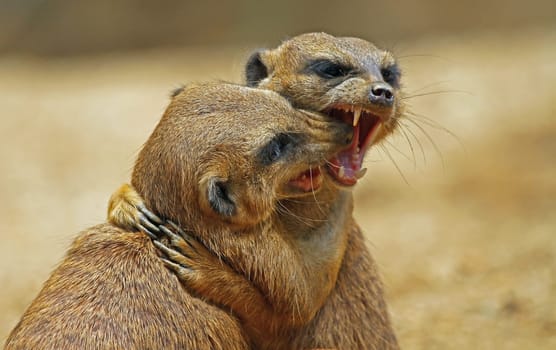 small scuffle