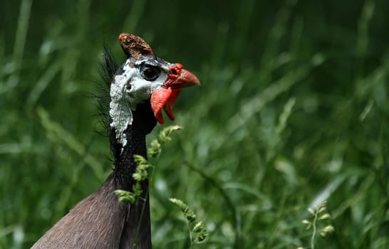 Guinea fowl
