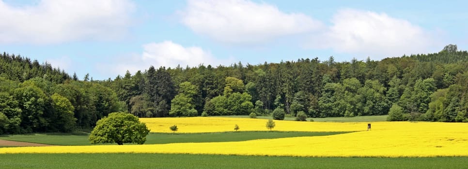 Old oak between flowering rapeseed fields
