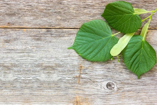 Leaves of linden-tree on the old wooden background