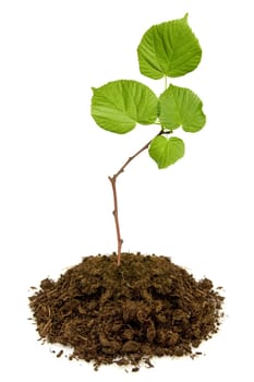 Tree growing from the soil, isolated on white background