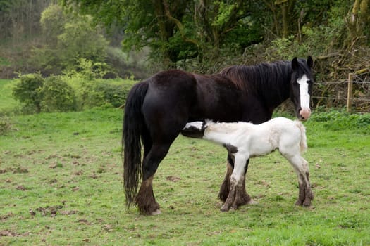 foal feeding from its mother in front of a wooded meadow in tipperary ireland