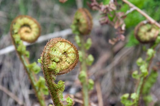 young ferns curled up growing in the wild in glenough county tipperary ireland