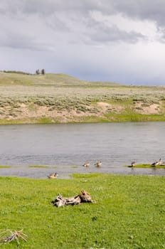 River in Yellowstone National Park in Wyoming