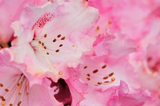 Azaleas