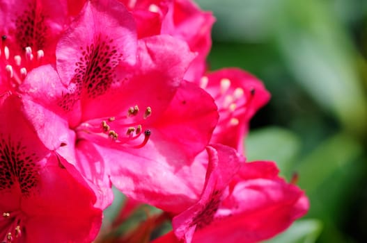 Azaleas