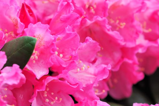 Azaleas