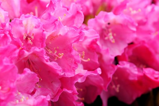 Azaleas