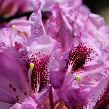 Azaleas
