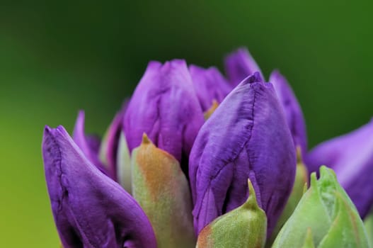 Azaleas