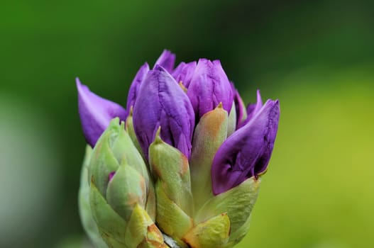 Azaleas