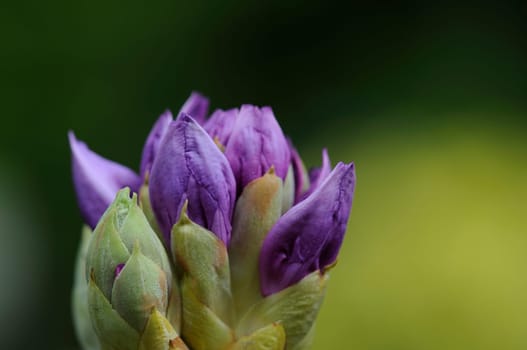 Azaleas