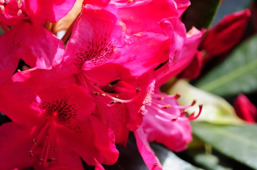 Azaleas