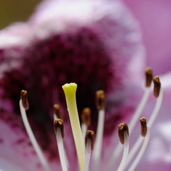 Azaleas